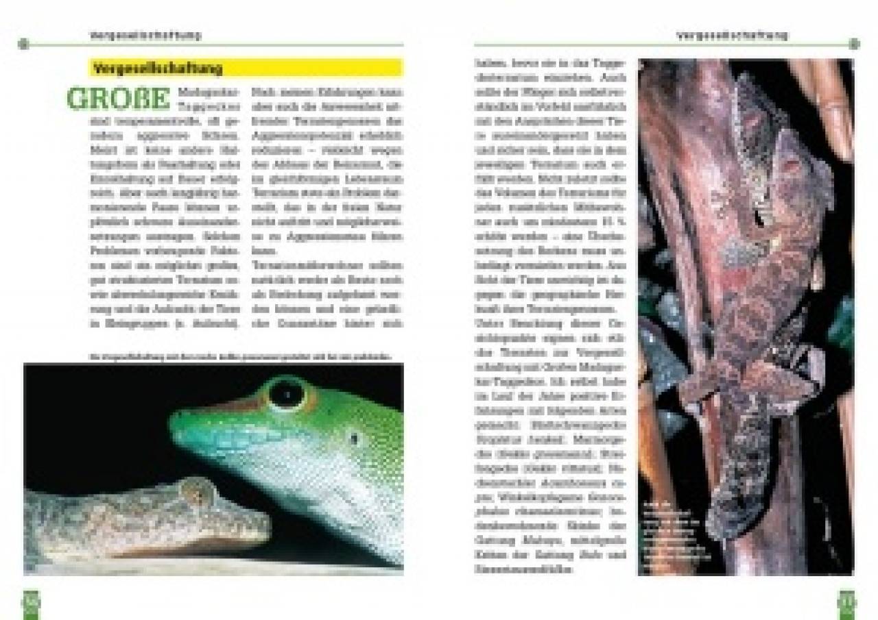 Der Große Madagaskar-Taggecko
